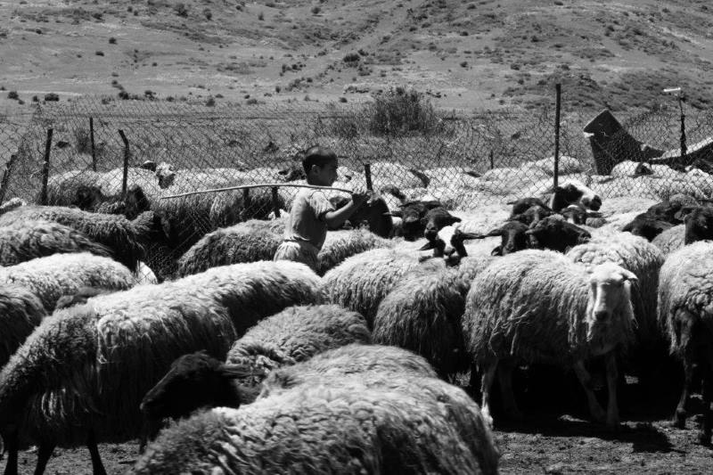 yazidi shepherds in Armenia