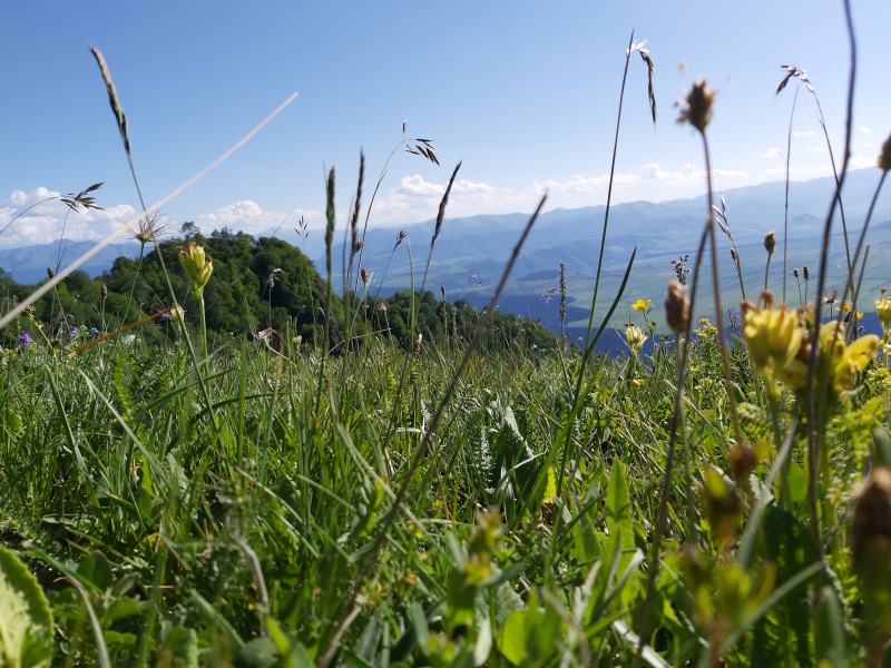 nature in Lori province