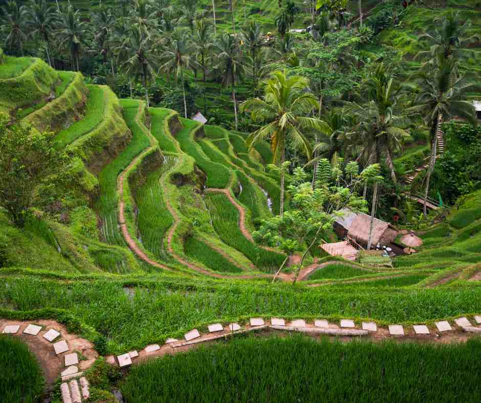 Ubud rice fields