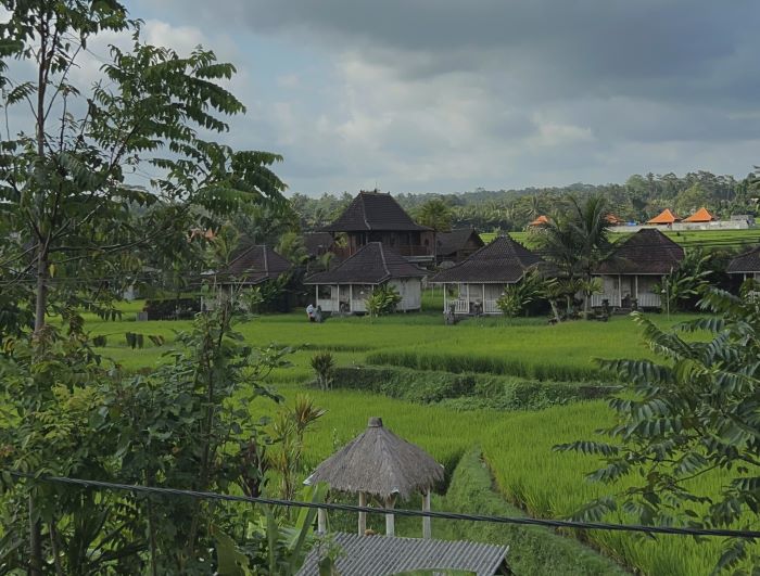 Bali fields